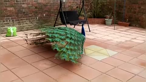Peacock Dance Display