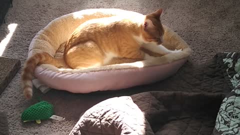 Twinkies new bed