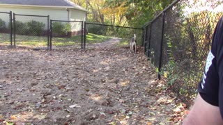 Morning at the Dog Park with the Wolf and French Brittany