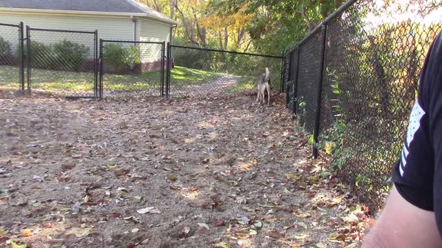 Morning at the Dog Park with the Wolf and French Brittany