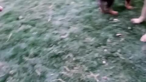 Dog playing with his baby