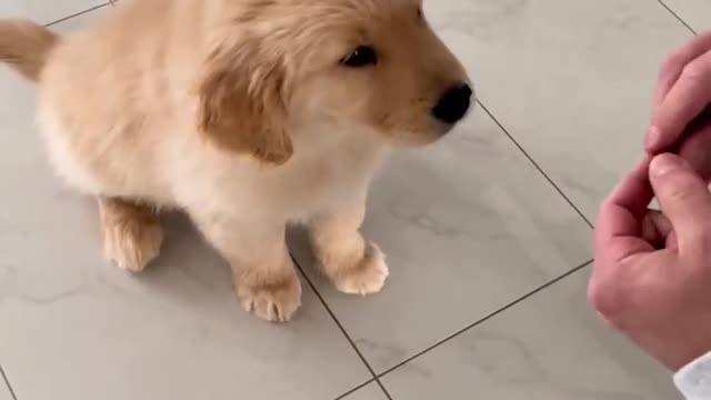 10 Week old Puppy Doing Tricks!