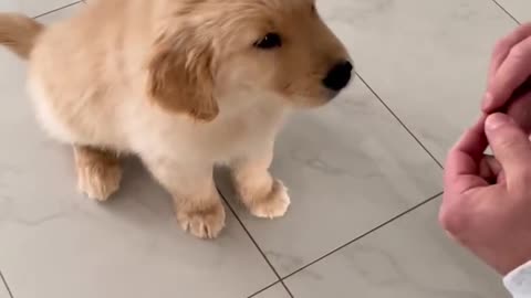 10 Week old Puppy Doing Tricks!