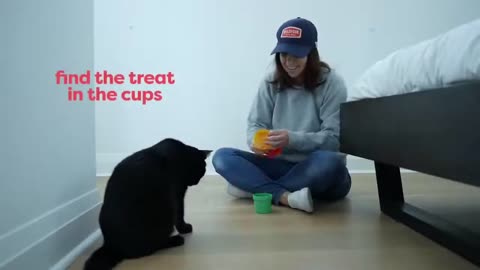 Basic training cat training