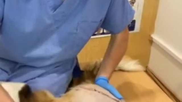 Lola's Medical Check Up After Hip Dysplasia Surgery