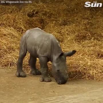 New Baby Rhino Learns to Walk