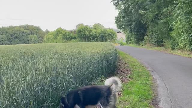 Husky Bounds Through Wheat Field