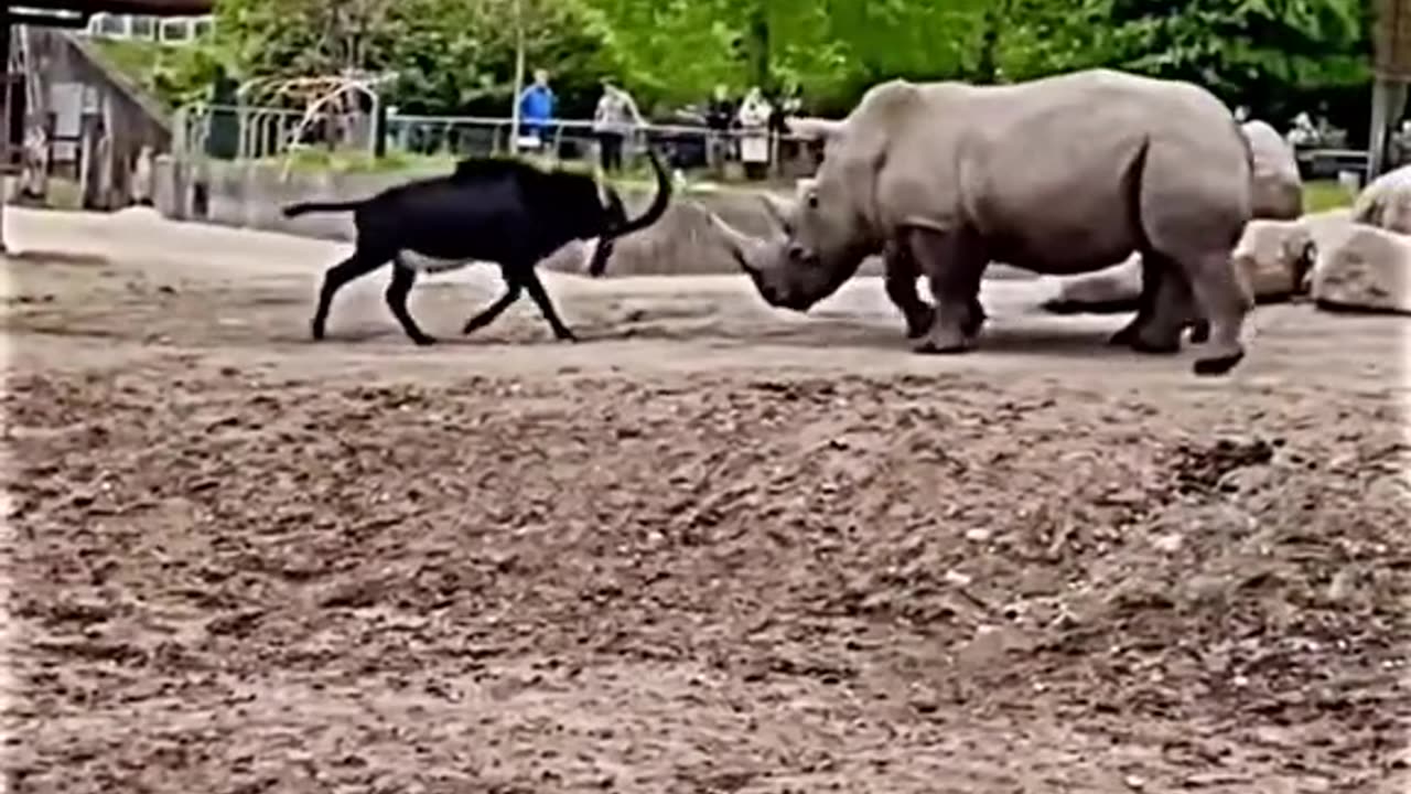 Rhino Vs goat