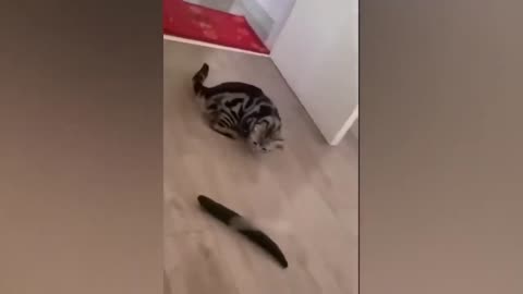 Best Funny Animal Videos 2023