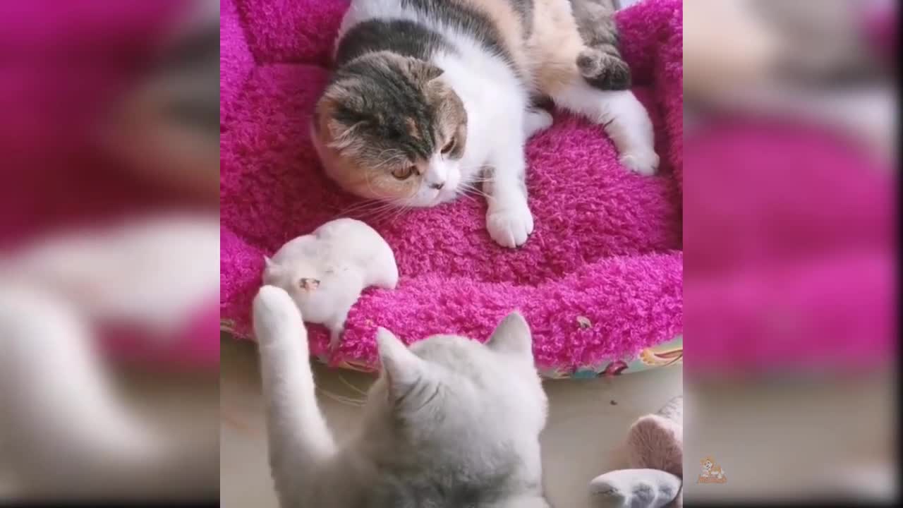 Baby Cats - Cute and Funny Cat Videos Compilation #57 | Aww Animals