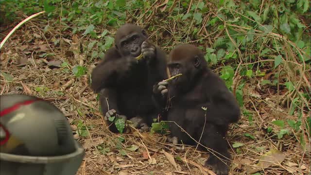 GORILLA * | Animals For Kids | All Things Animal TV