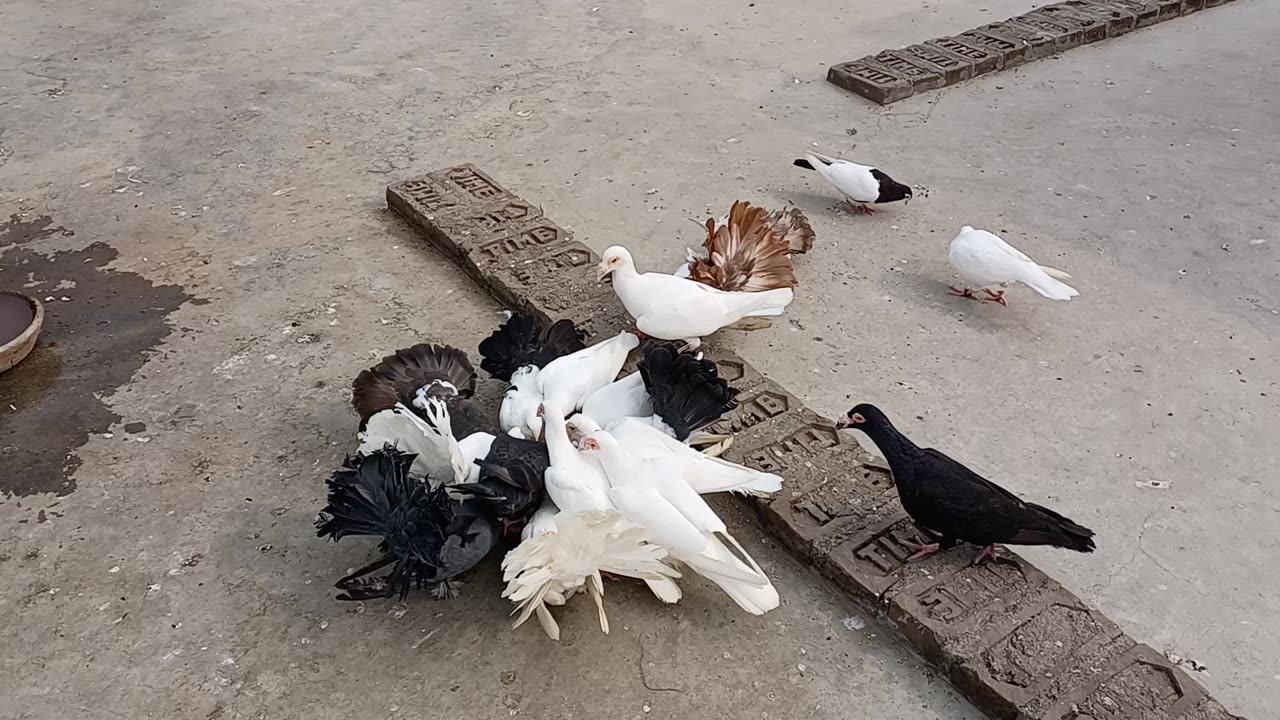 Pigeon lover