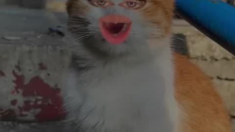 Funny bangad bila video