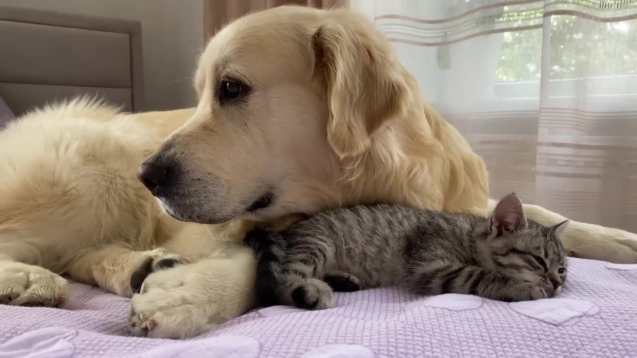 Golden Retriever and Baby Kitten Become Friends