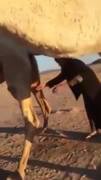 Man drinking camel urine in desert