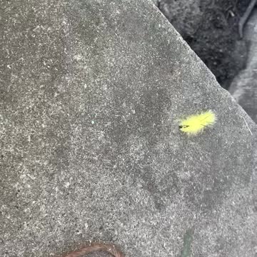 Caterpillar scooting along