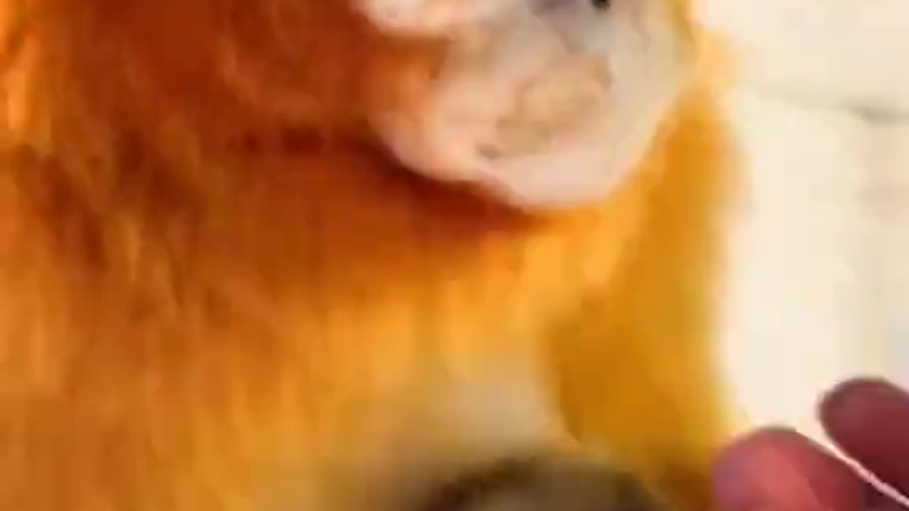 Golden Monkey funny videos #shorts #monkey #funny #rumble