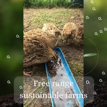 Sustainable Quail Farm created from CHIVIAR Profits | Organic Vegan Company Changing the World