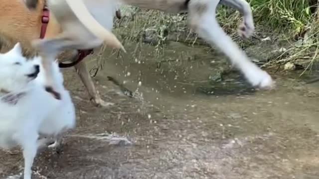 Cats and Dogs #shorts #trending #comedy