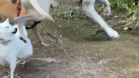 Cats and Dogs #shorts #trending #comedy