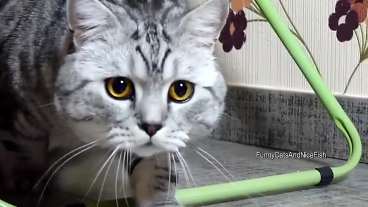 Funny cat and cute kittens0ⁿ compilation