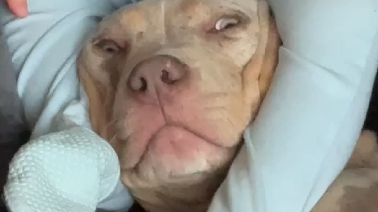 Baby Uses Dog's Head As a Chair