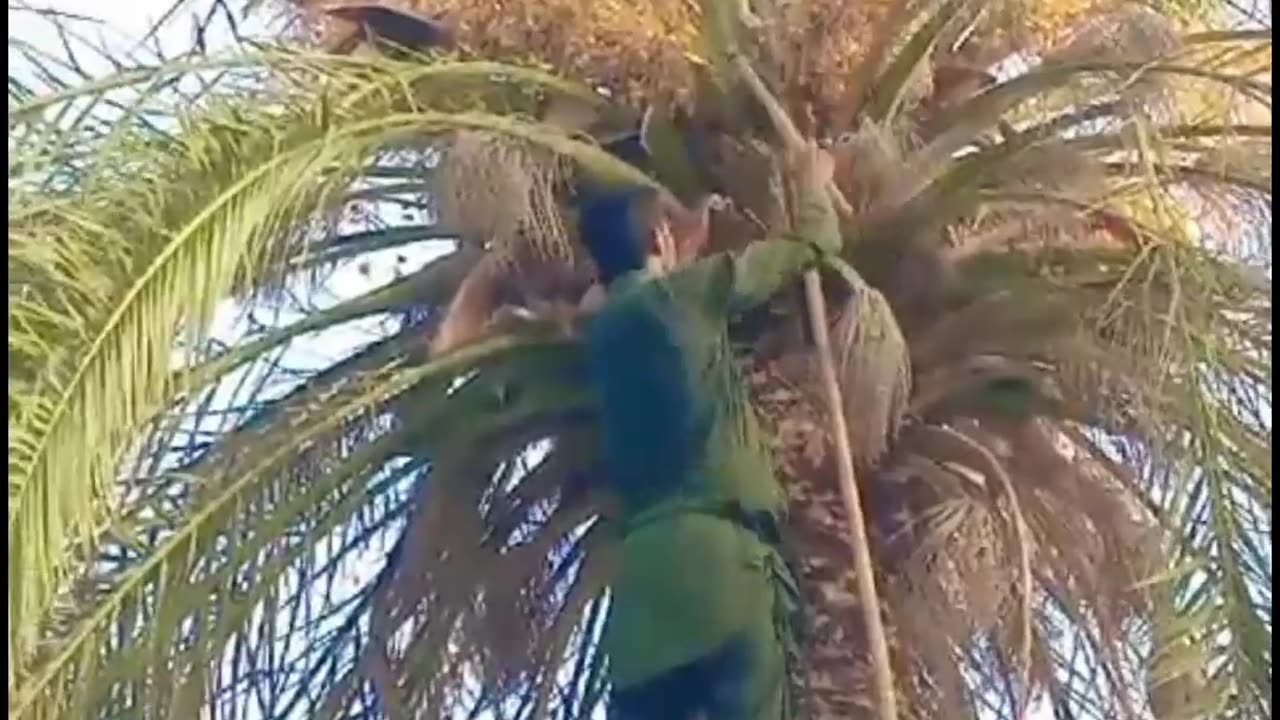 Dasi pakistani muday