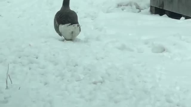 Tootsie, the goose, doesn’t know where to lay her egg.