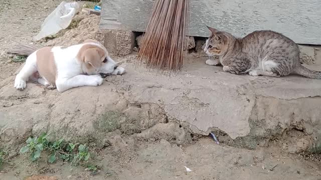 kucing dan anjing kecil