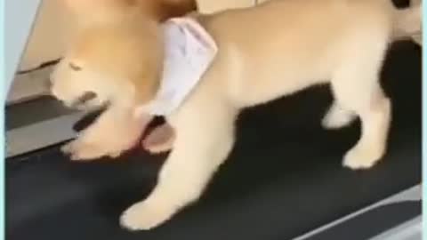 Dog exercise with men (Amazing video)