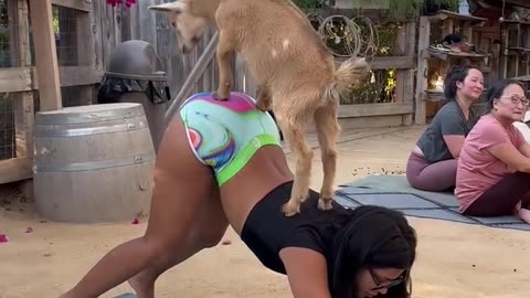 Why nobody’s looking at that damn dog...