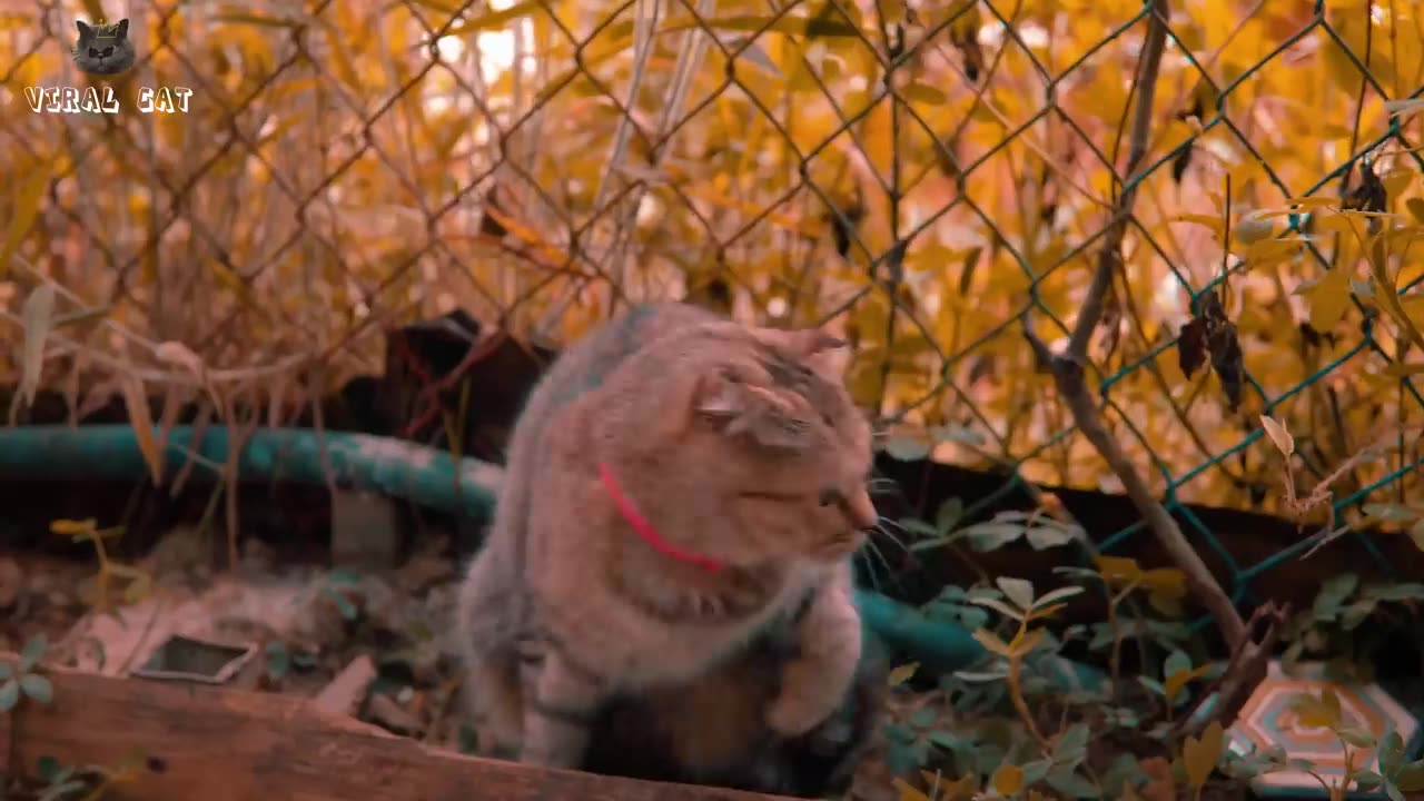 4K Quality Animal Footage - Cats and Kittens Beautiful Scenes