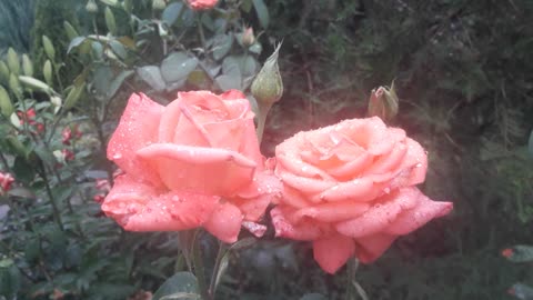 A couple of roses