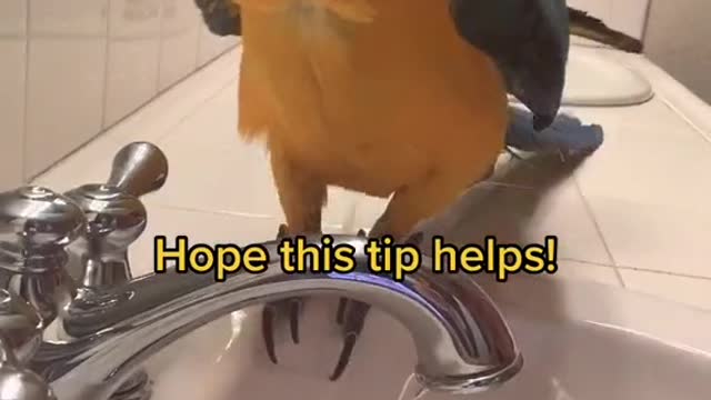 Yes his food pieces be in the sink, #tips #birds