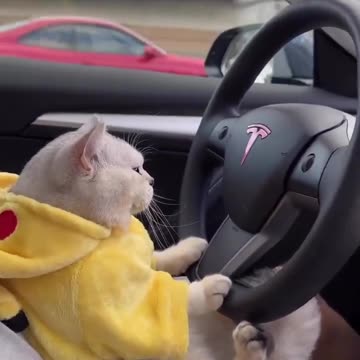 cute cat status video😻 | cat driving tesla #shortvideo #ytshorts #youtubeshorts #shortsfeed #shorts.