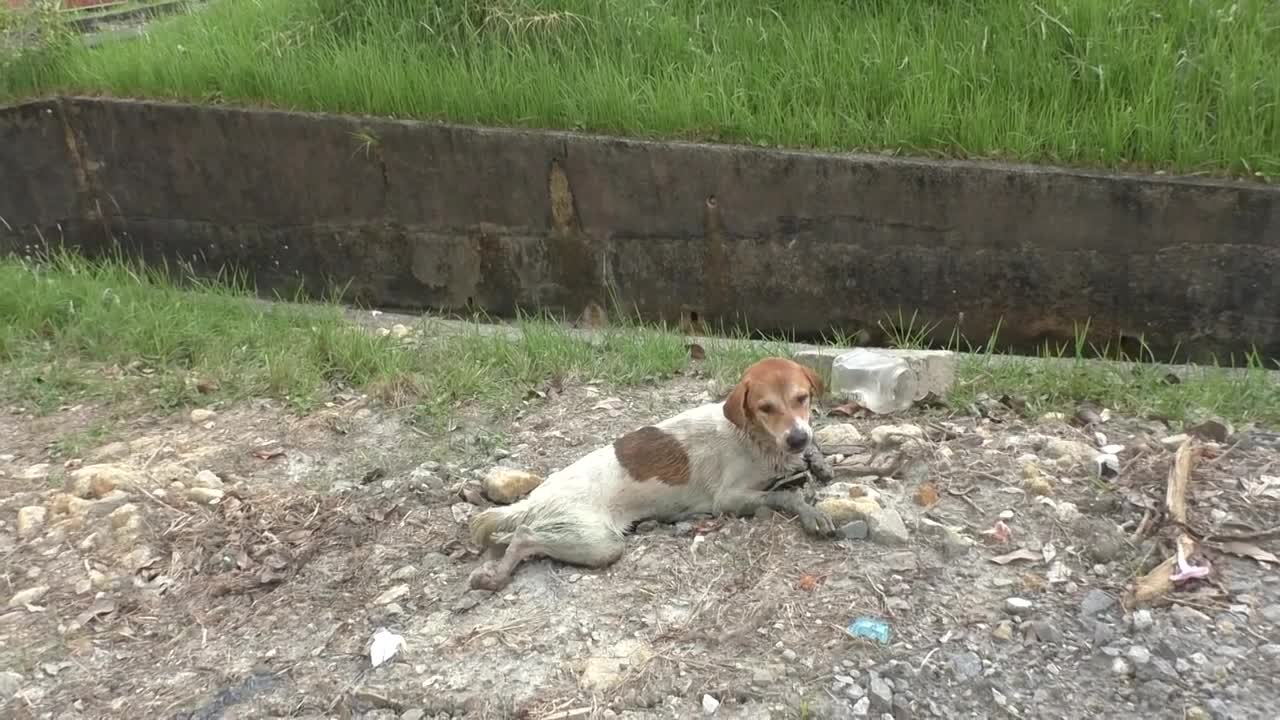 SAVING A DOG'S LIFE DURING A MALAYSIAN TRIP