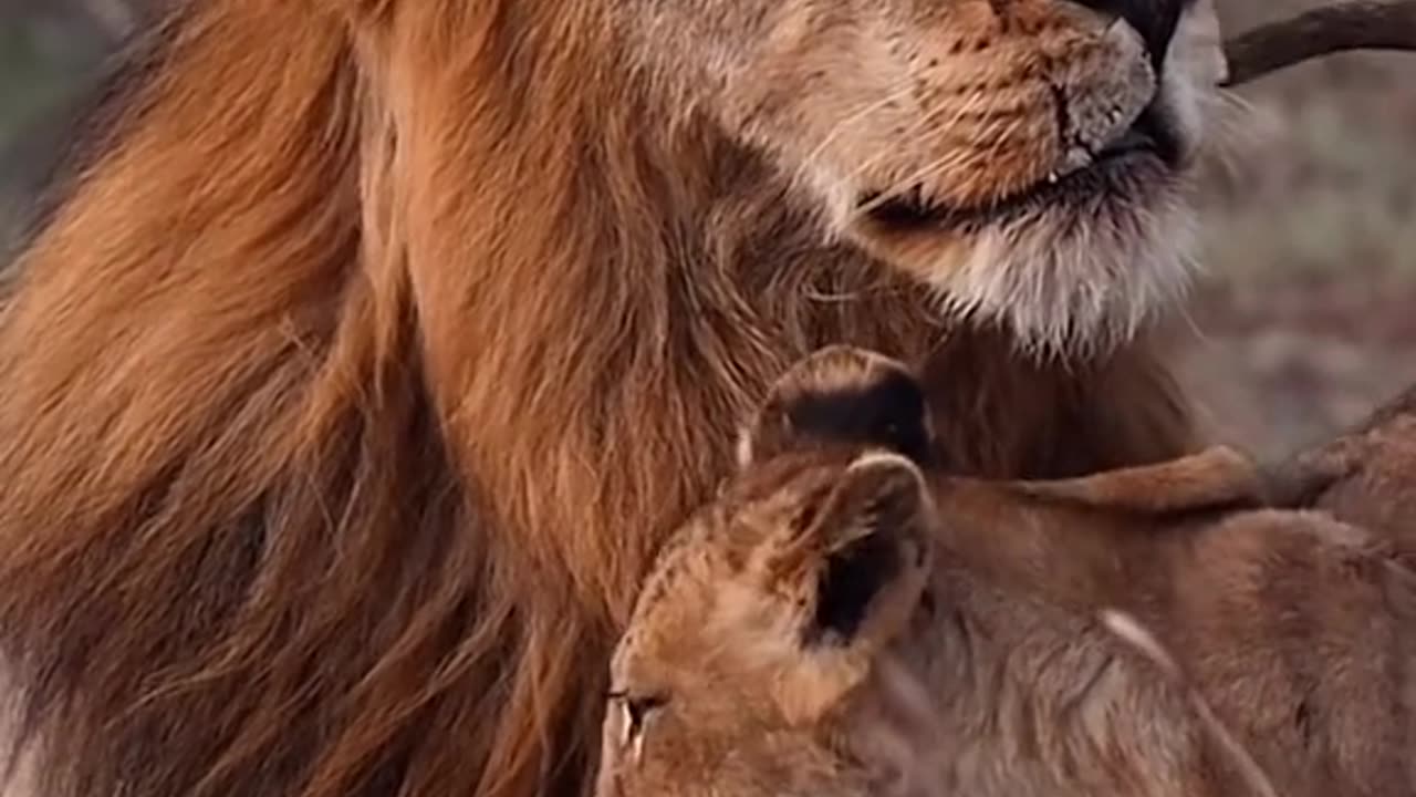 The king of the animals