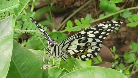 Lime butterfly