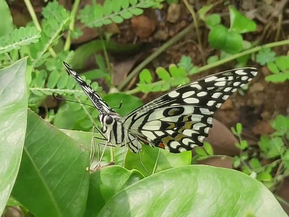 Lime butterfly