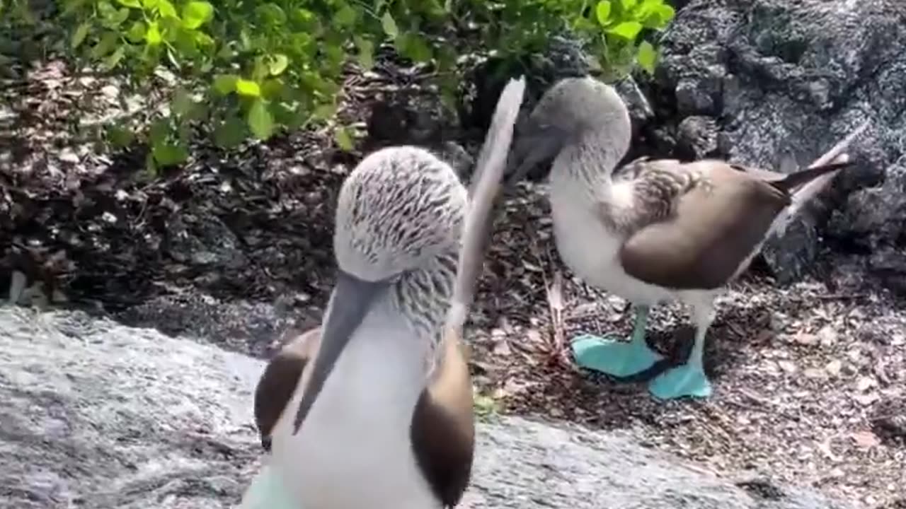 Blue footed booby showing his new shoes.. 😅