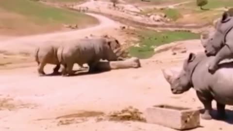 Amazing rhino encounter