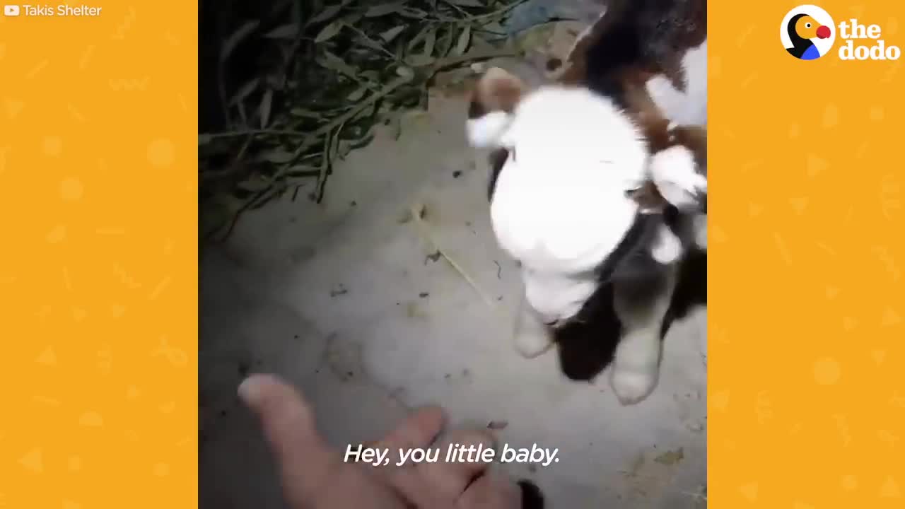 The First Moments of a Baby Goat