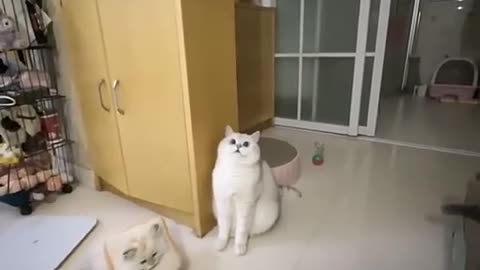 Cute cat