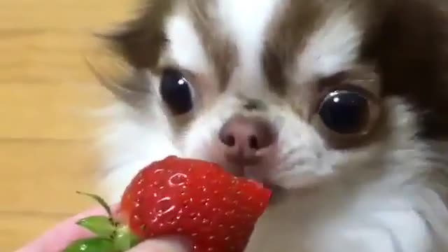 Animal funny short video #2
