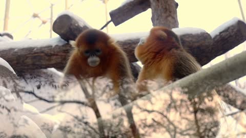 zoo Animal Nature Cute Funny