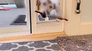 Problem Solver Pup