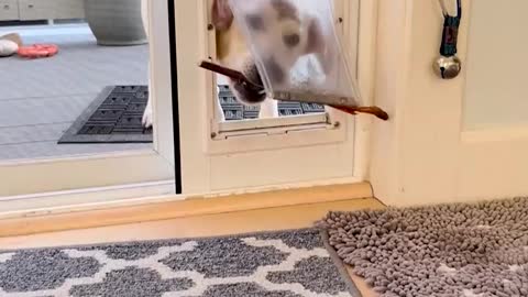 Problem Solver Pup