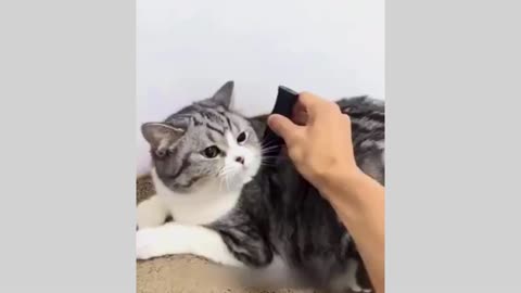 Cute funny cat in the HOUSE!!!!!