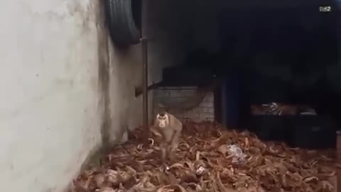 Funny Dogs And Cats Videos 2023 😅👌 - Best Animal Videos Of The Month 😄 #20