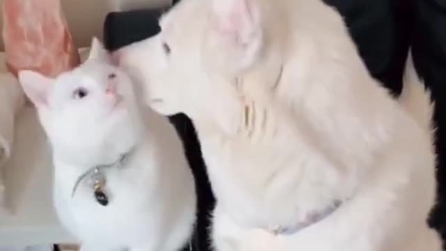 Funny Cute Dog and Cat Videos